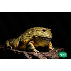 Rana toro africana - Pyxicephalus Adspersus